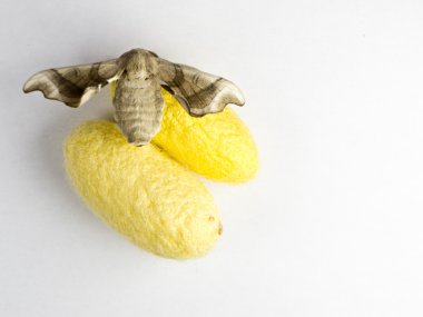 Silkworm moth over two cocoons clipart