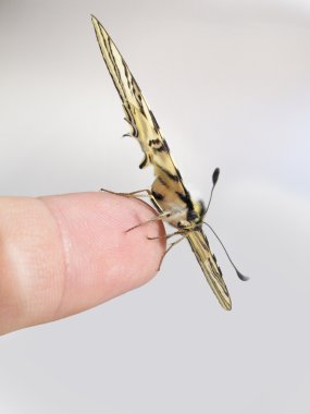 Papilio machaon kelebek tarafından gelen bir parmak ucunda