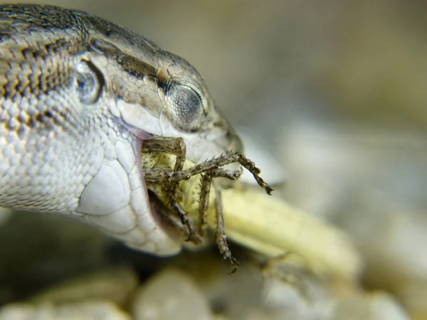Een hagedis eten een cricket — Stockfoto