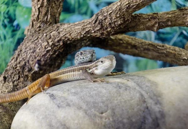 Un par de lagartos en una roca — Foto de Stock