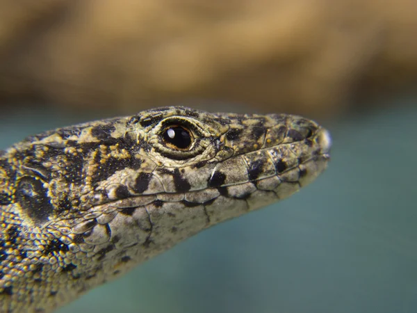 Lizard head in the foreground — Stock Photo, Image