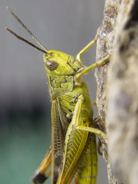 Closeup of a grasshopper — Stock Photo, Image