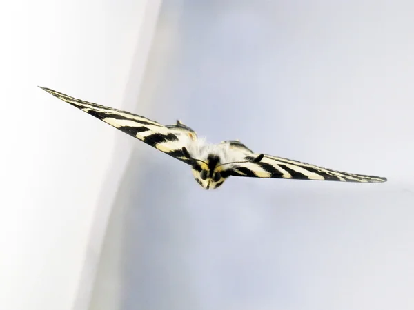 나비 비행 — 스톡 사진