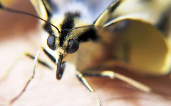 Kelebek yüz detay — Stok fotoğraf