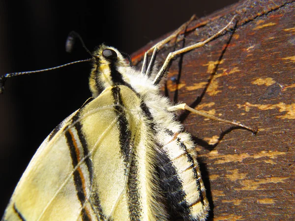 Парусник Махаон бабочки деталь — стоковое фото
