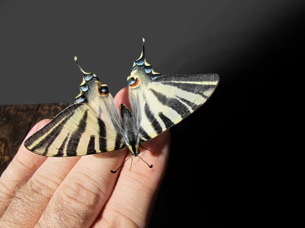 Viejo mundo cola de golondrina mariposa en un humano mano — Foto de Stock