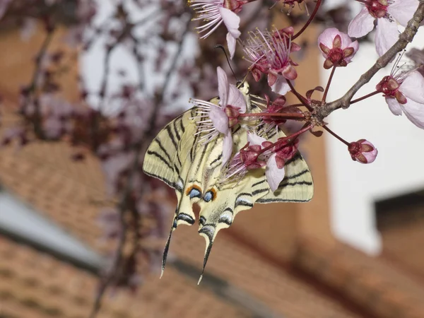 Starý svět ovocný motýl na květu — Stock fotografie
