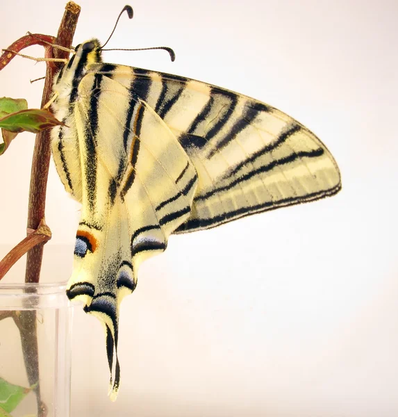 Stary Świat swallowtail motyl na gałązka — Zdjęcie stockowe