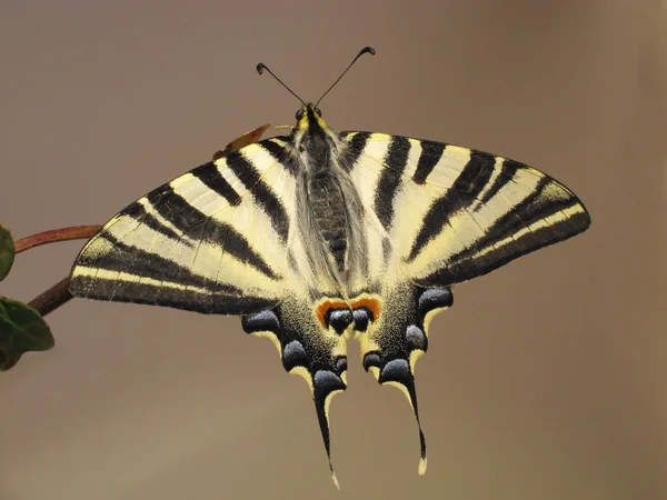 Viejo mundo cola de golondrina mariposa descansando en una ramita —  Fotos de Stock