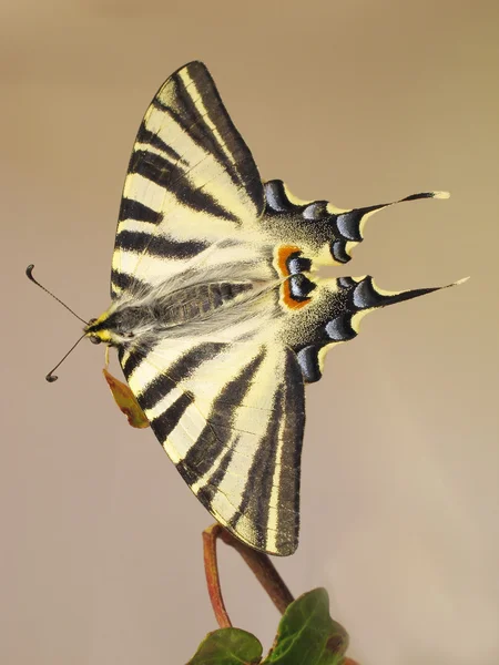 Viejo mundo cola de golondrina mariposa descansando en una rama — Foto de Stock