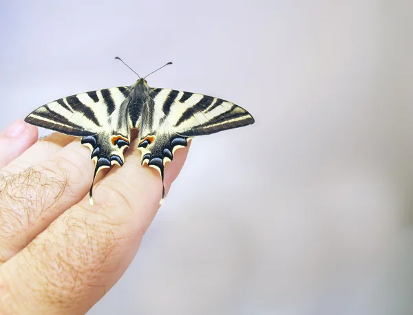 Old World Swallowtail Butterfly on finger — Stock Photo, Image