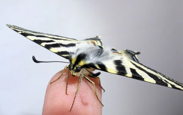 Viejo mundo cola de golondrina mariposa en un dedo — Foto de Stock
