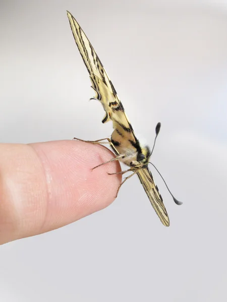 Papilio machaon butterfly on the tip of a finger from side — Stock Photo, Image