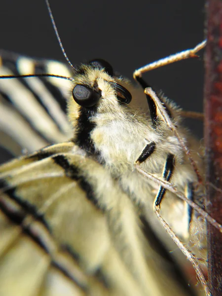 Мбаппе бабочки Papilio machaon со стволом — стоковое фото