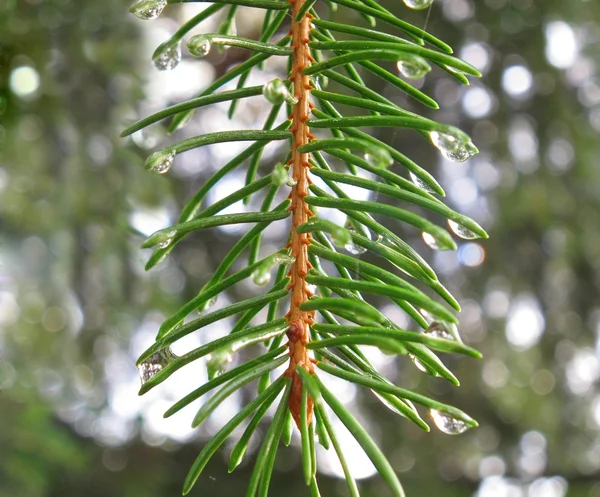 Folhas de pinheiro com gotas de água — Fotografia de Stock
