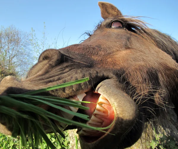 Horse huge mouth open to bite — Stock Photo, Image