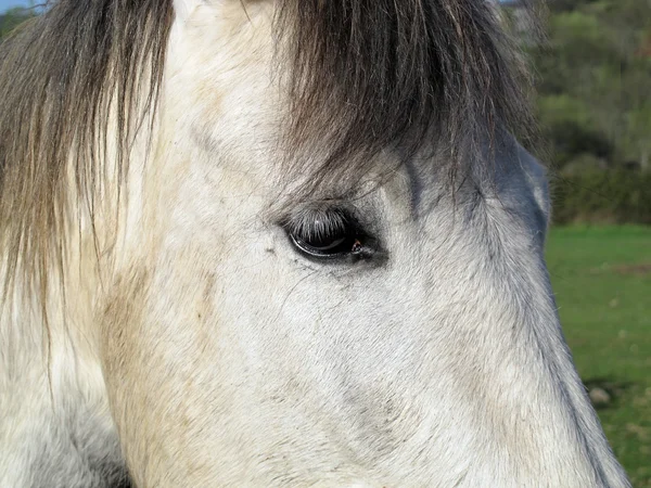 Vordergrund des Kopfes eines weißen Pferdes mit traurigem Blick — Stockfoto