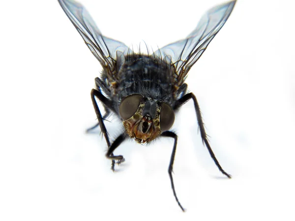 Casa común mosca macro —  Fotos de Stock