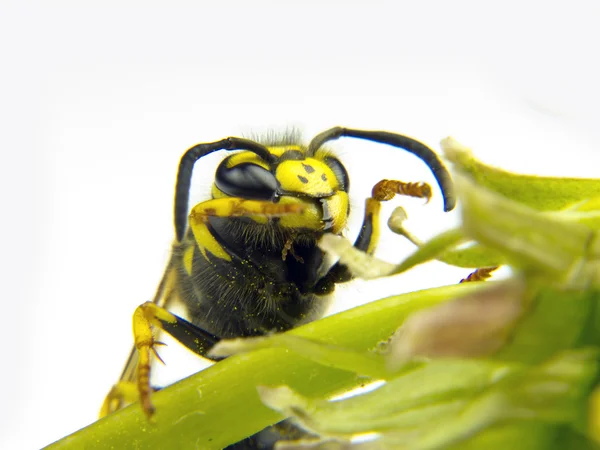 Europese wasp macro gele en witte bloem — Stockfoto