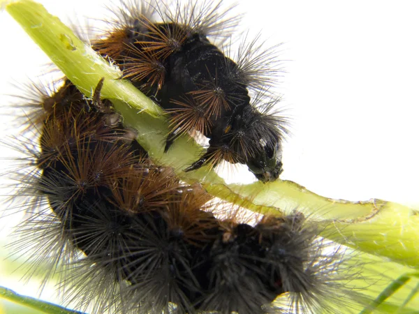Caterpillar eating dandelion stalks — Stock Photo, Image