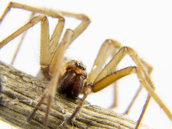 Podkradanie się pod zwierza ofiarą domowych pająk — Zdjęcie stockowe