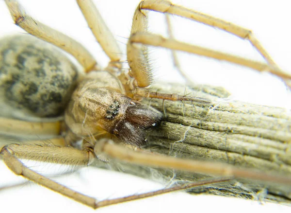 Makro pająk wspinać się na oddział — Zdjęcie stockowe