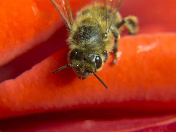 Kleine Biene Makro aus Rosenblättern — Stockfoto