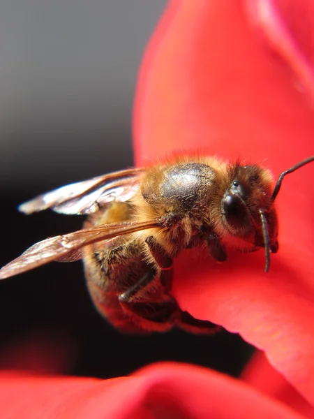 Petite abeille macro aux ailes écartées des pétales de rose — Photo