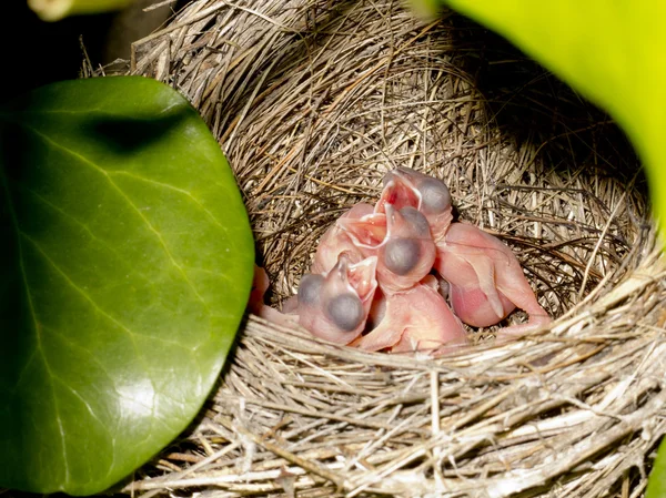 Гнездо вагля с птенцами на 2 дня — стоковое фото