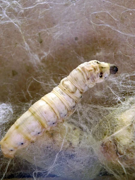 Creating silkworm cocoons — Stock Photo, Image