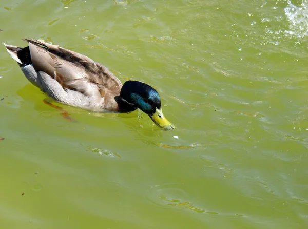 Canard à tête verte nageant — Photo