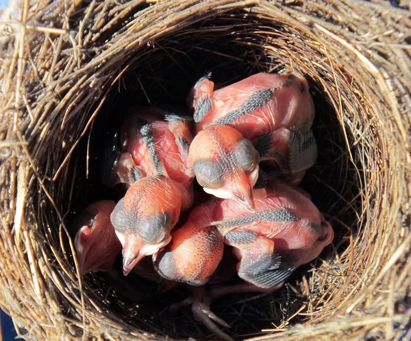 Wagtail ninho com filhotes com 4 dias — Fotografia de Stock