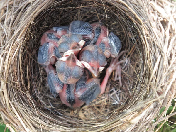 鹡鸰巢与孵化 5 天 — 图库照片