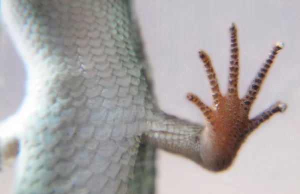 Detail of the bottom of a lizard — Stock Photo, Image
