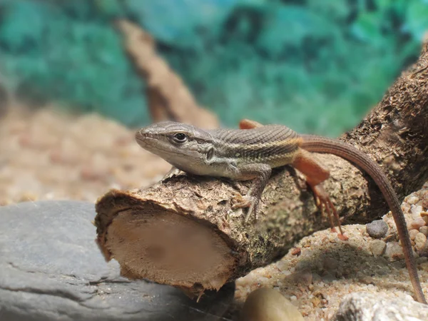 Lizard on a stick — Stock Photo, Image