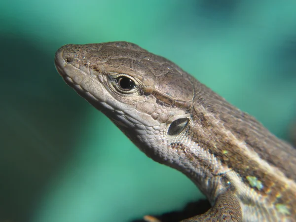 Cabeza de lagarto en primer plano sobre un fondo verde —  Fotos de Stock