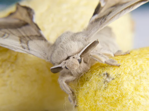 Delantera de una mariposa en capullos de gusano de seda —  Fotos de Stock