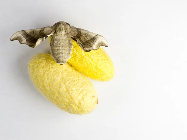 Silkworm moth over two cocoons — Stock Photo, Image