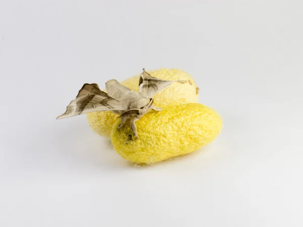 stock image Two silkworm cocoon and a moth