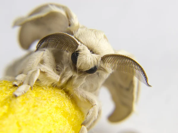 Un cocon de soie à un ver à soie jaune papillon — Photo
