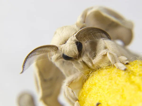 Detalle de cara y antenas de la polilla de gusano de seda — Foto de Stock