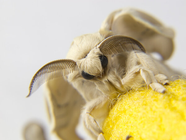 Detail of face and antennae of the silkworm moth