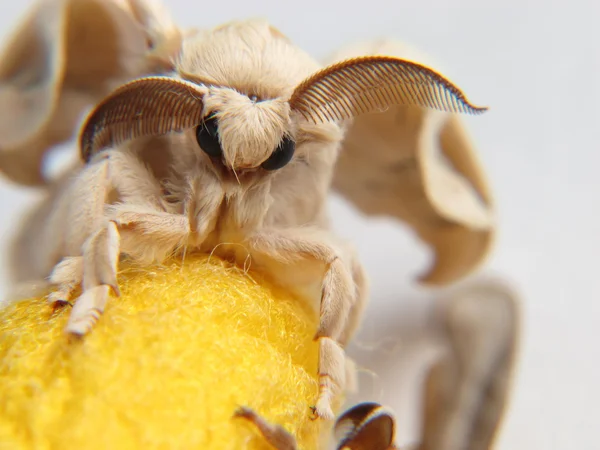 Detail silkworm butterfly on a yellow cocoon — Stock Photo, Image