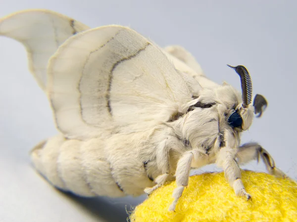 Silkworm moth posing — Stock Photo, Image
