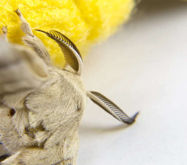 Detalles de la antena de una polilla de gusano de seda — Foto de Stock