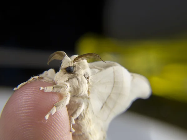 Моль-шелкопряд подвергает себя пальцу — стоковое фото