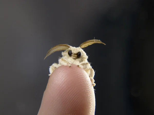 Silkworm moth on a fingertip — Stock Photo, Image