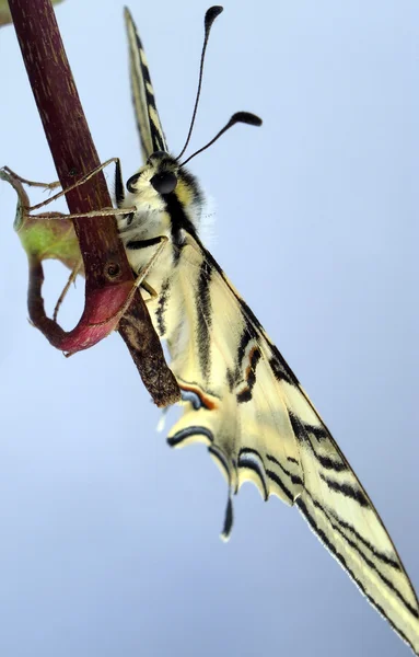 Papilio machaon vlinder op een tak kijken naar het landschap — Stockfoto