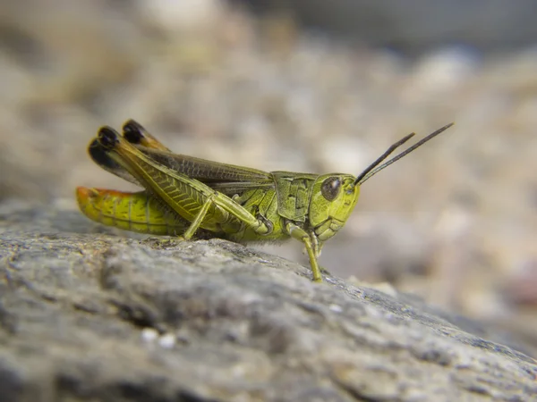 Väntar på grön gräshoppa — Stockfoto