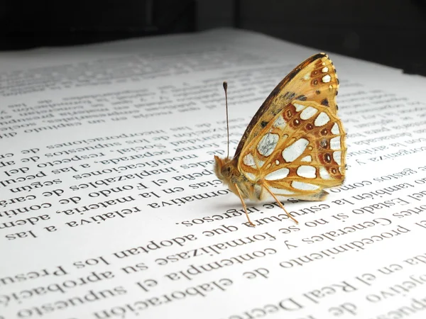 Маленький апельсиновий і срібний метелик на газеті — стокове фото